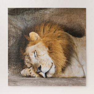 Sleepy Dreaming Adult Lion on Rocks