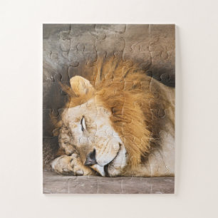 Sleepy Dreaming Adult Lion on Rocks