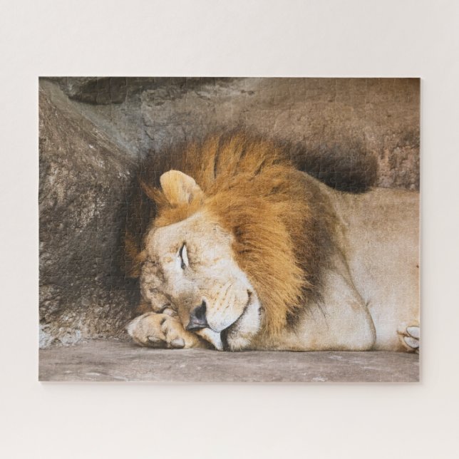 Sleepy Dreaming Adult Lion on Rocks (Horizontal)