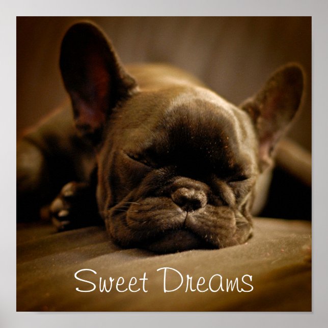 Sleepy French Bulldog Poster (Vorne)