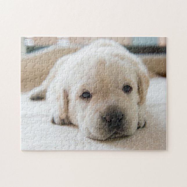 Sleepy Golden Labrador Puppy (Horizontal)