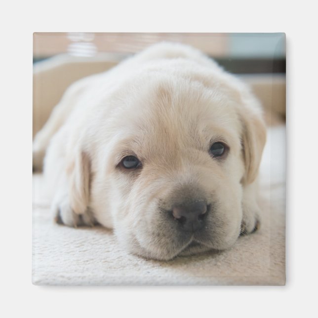 Sleepy Golden Labrador Puppy Magnet (Vorne)
