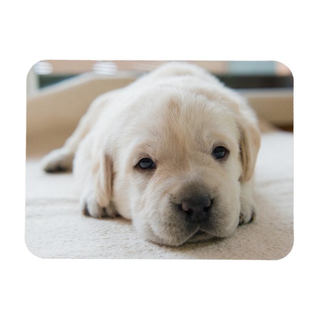 Sleepy Golden Labrador Puppy Magnet (Horizontal)
