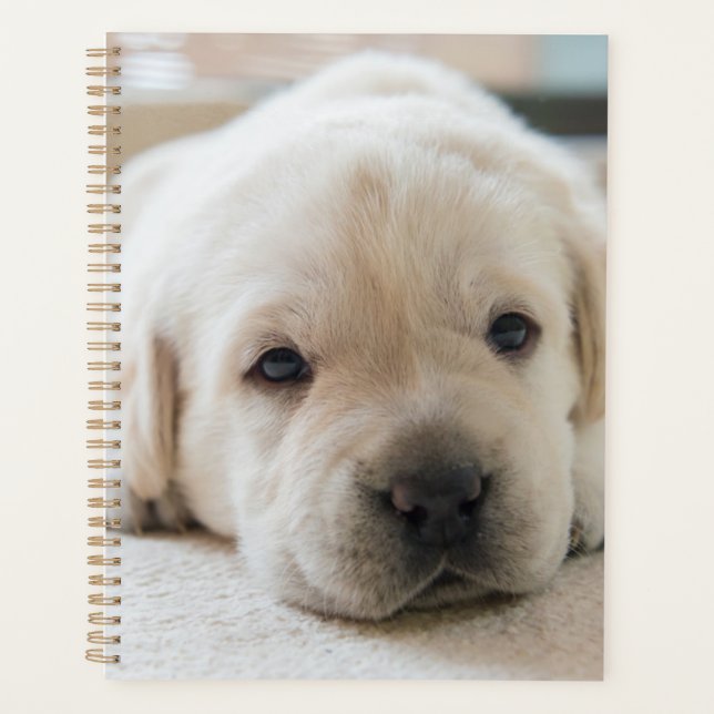 Sleepy Golden Labrador Puppy Planer (Vorderseite)