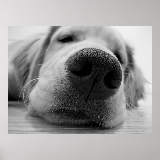 Sleepy Golden Poster (Vorne)