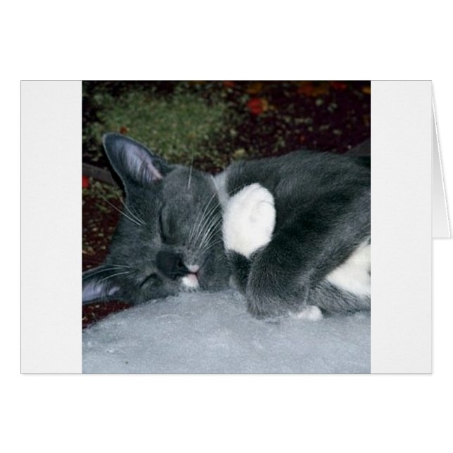 Sleepy Gus (Vorderseite (Horizontal))