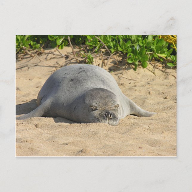 Sleepy Hawaiian Monk Siegel Postkarte (Vorderseite)