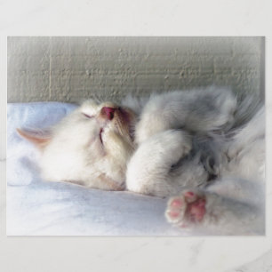Sleepy Kitten
