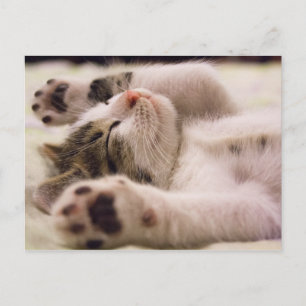 Sleepy Kitten   Ausgerüstete Paws Postkarte