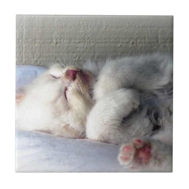 Sleepy Kitten Fliese (Vorderseite)