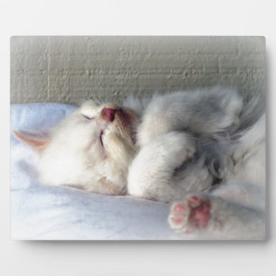 Sleepy Kitten Fotoplatte