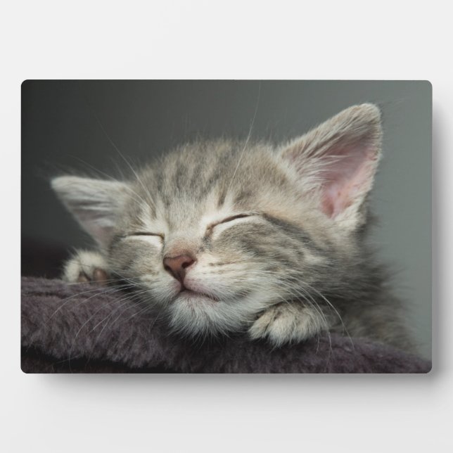 Sleepy Kitten Fotoplatte (Vorderseite)