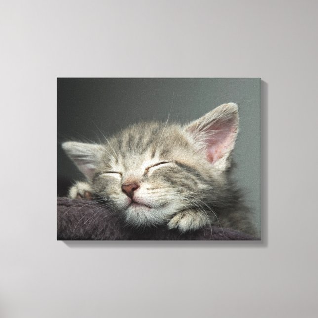 Sleepy Kitten Leinwanddruck (Vorderseite)