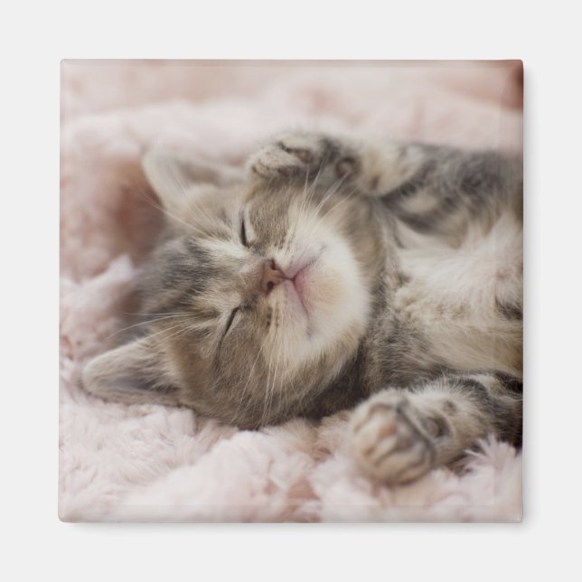 Sleepy Kitten Magnet (Vorne)