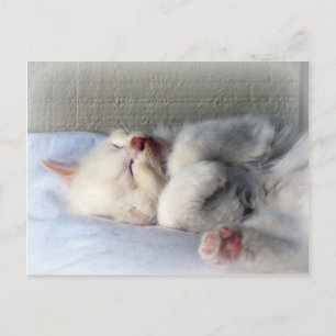 Sleepy Kitten Postkarte