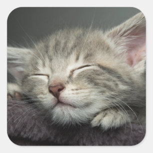 Sleepy Kitten Quadratischer Aufkleber
