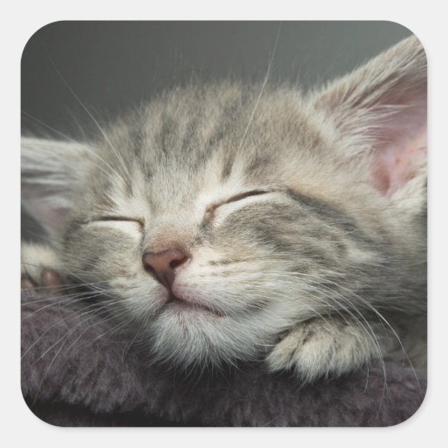 Sleepy Kitten Quadratischer Aufkleber (Vorderseite)