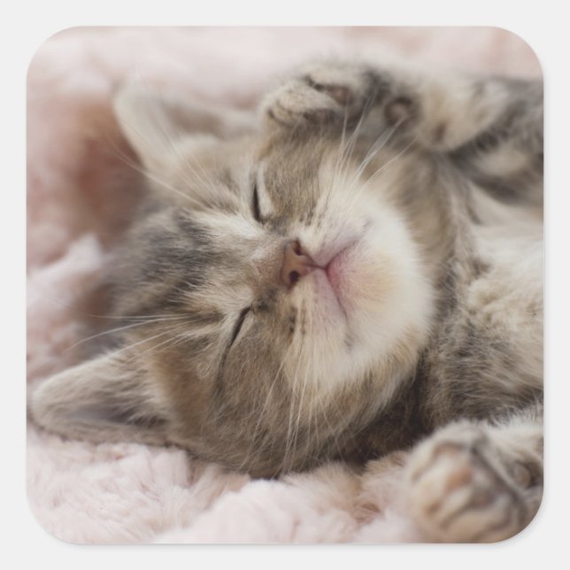 Sleepy Kitten Quadratischer Aufkleber (Vorderseite)