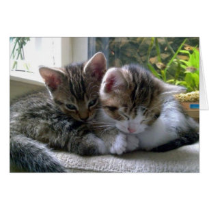 Sleepy Kittens