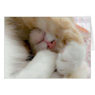Sleepy Kitty