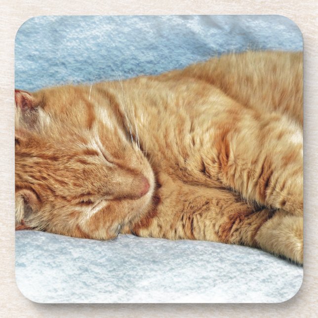 Sleepy Kitty Getränkeuntersetzer (Vorderseite)