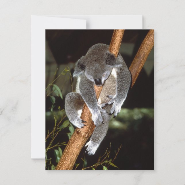 Sleepy Koala (Vorderseite)