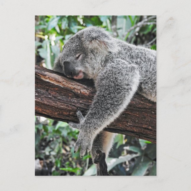 Sleepy Koala Postkarte (Vorderseite)