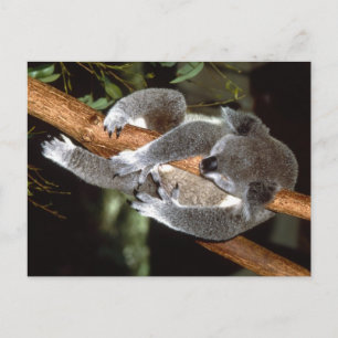 Sleepy Koala Postkarte