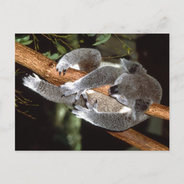 Sleepy Koala Postkarte (Vorderseite)