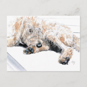 Sleepy Labradoodle Postkarten