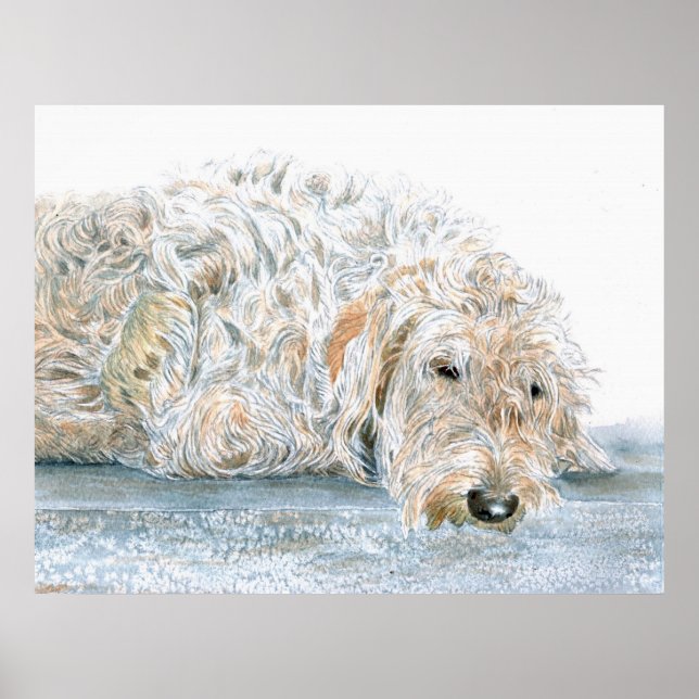 Sleepy Labradoodle Print Poster (Vorne)