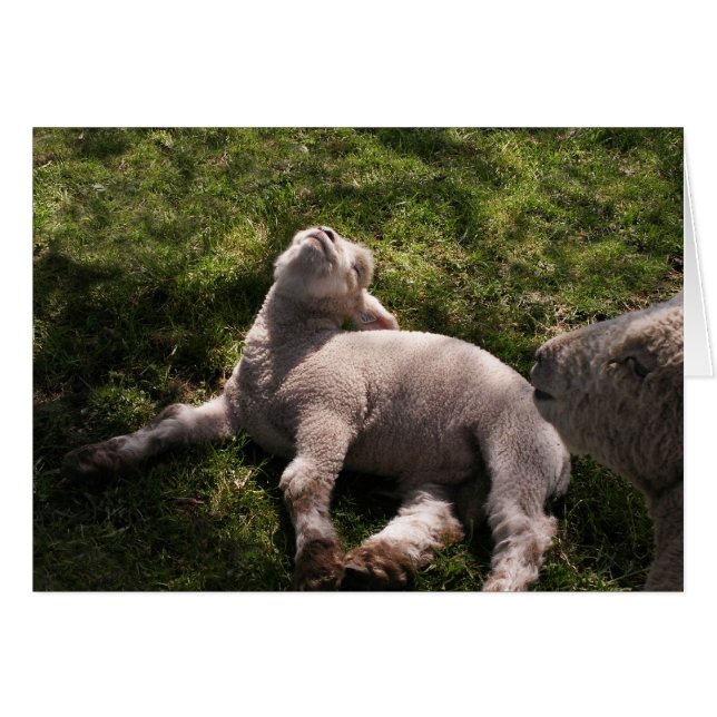 Sleepy Lamb (Vorderseite (Horizontal))
