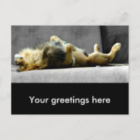 Sleepy Lion Postcard