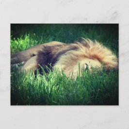 Sleepy Lion Postkarte
