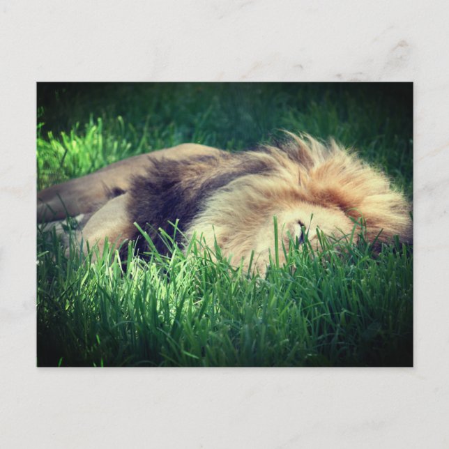 Sleepy Lion Postkarte (Vorderseite)