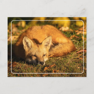 Sleepy Little Fox Postkarte