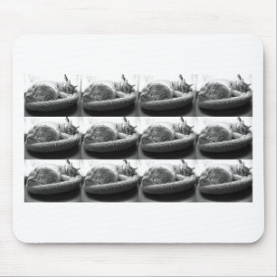Sleepy Orange Tabby Cat/Black/White Foto Mousepad