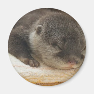Sleepy Otter Magnet