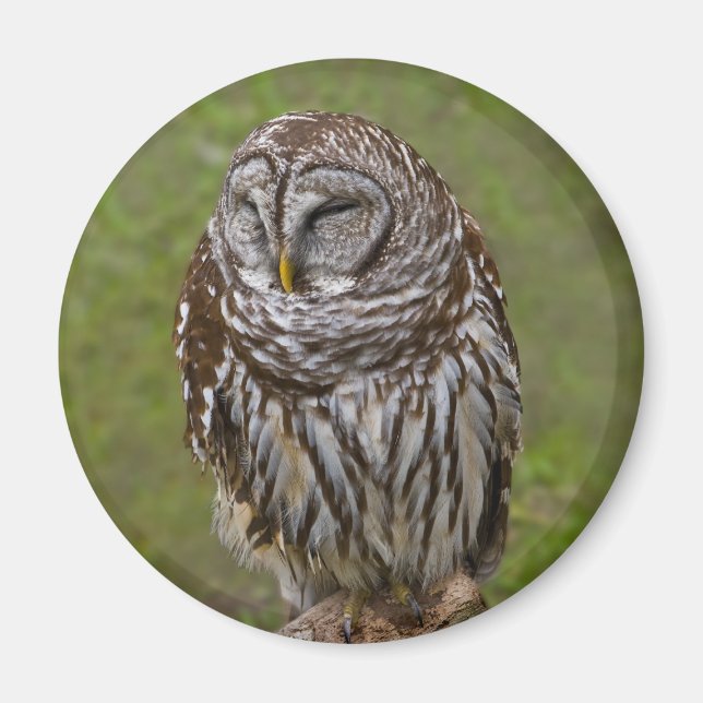 Sleepy Owl Magnet (Vorne)