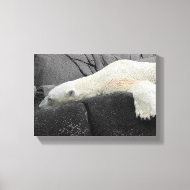 Sleepy Polar Bear Leinwanddruck (Vorderseite)