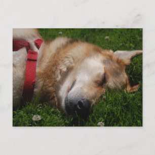 Sleepy Puppy Beauty Postcard Postkarte