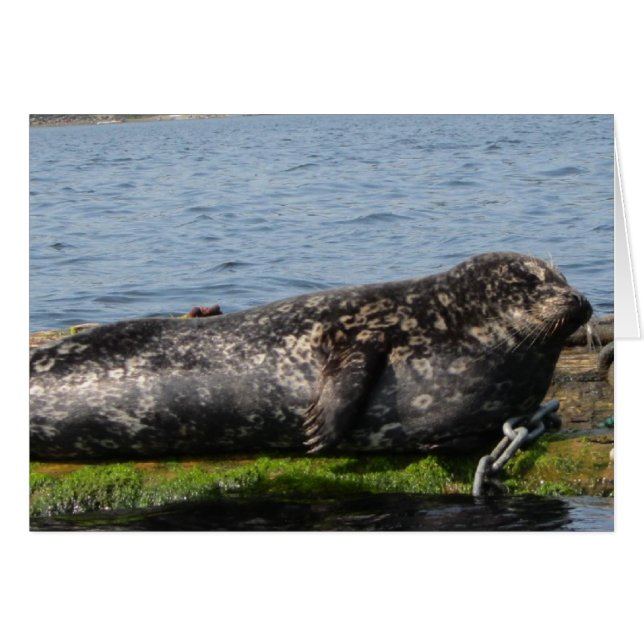 Sleepy Sea Lion (Vorderseite (Horizontal))