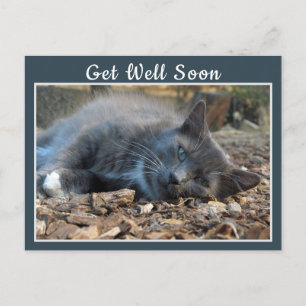 Sleepy Shady Cat Se Bien Bientôt Carte Postale