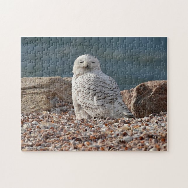 Sleepy Snowy Owl (Horizontal)