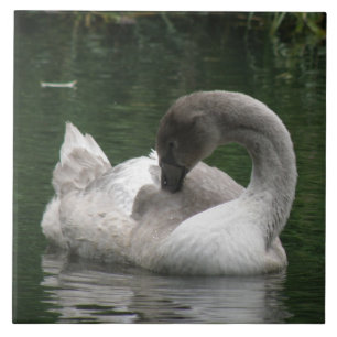 Sleepy Swan Tile Fliese