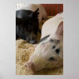 Sleepy Swine Poster