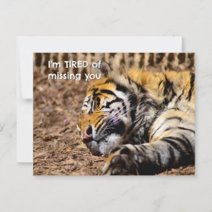 Sleepy Tiger Postcard Postkarte
