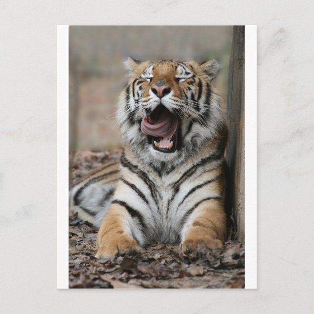 Sleepy Tiger Postkarte (Vorderseite)