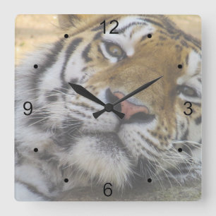 Sleepy Tiger Quadratische Wanduhr