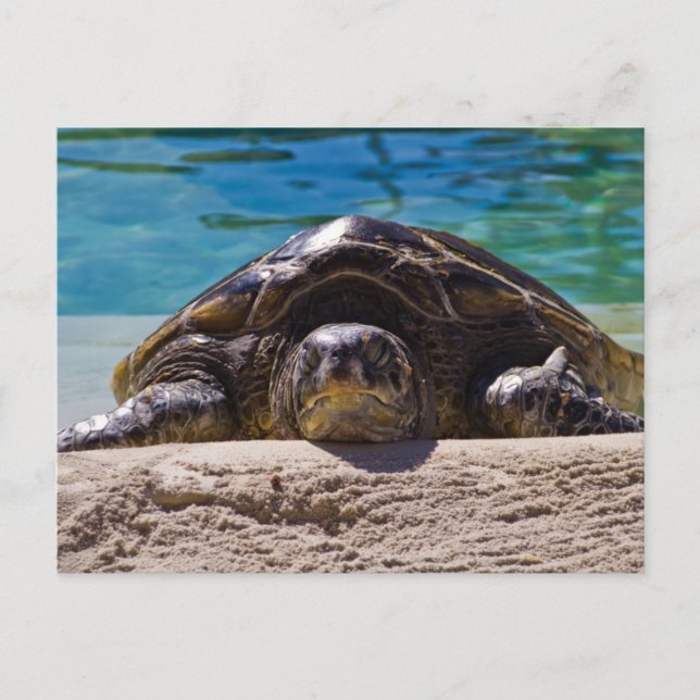 Sleepy Turtle Postkarte (Vorderseite)